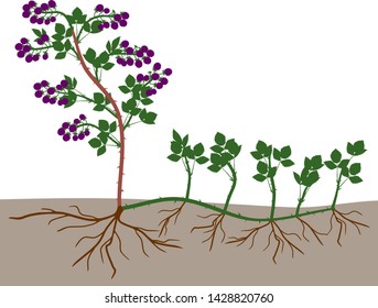 Plant propagation by sucker. Blackberry plant vegetative reproduction scheme isolated on white background