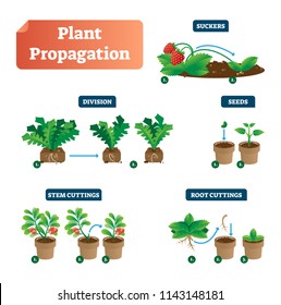 Plant propagation vector illustration diagram. Scheme with labels on suckers, division, seeds, stem and root cuttings. Biology, gardening and sprouts cultivation classic. Flower spores, and leaves.