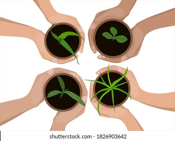 Plant protection against diseases. International food security of the population. Young seedlings: wheat, rice, corn, sunflower. Vector image.