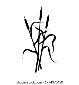 The plant of reeds. isolate on a white background. Vector stock illustration eps 10. Hand drawing.