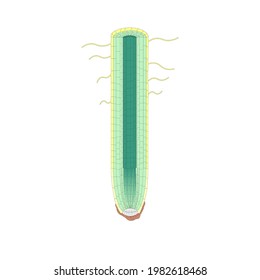 Plant Root Apical Meristem vector illustration