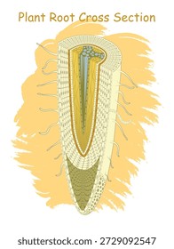 Pflanze Wurzel-Querschnitt-Diagramm mit beschrifteten Anatomie, Botanische Lehre. Anatomisches Diagramm des Pflanzenwurzelquerschnitts.

