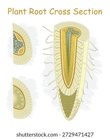 Pflanzenwurzel-Querschnittsdiagramm mit Darstellung der Längs- und Queranatomie. Anatomie des Pflanzenwurzelquerschnitts

