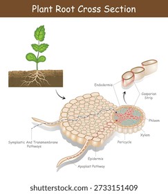 Plant Root Cross Section Diagram with Xylem, Phloem, Endodermis and Water Transport Pathways, Educational Botanical Vector Illustration. Plant Root Cross Section Diagram Explained.

