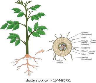 
Plant Root Cross Section Vector.