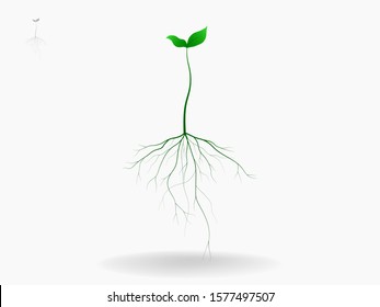 Plant and root with green leaves look beautiful and refreshing.Tree and roots LOGO style.