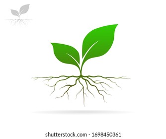 Plant and root with green leaves look beautiful and refreshing. Tree and roots LOGO style.