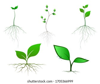 Plant and root with green leaves look beautiful and refreshing. Tree and roots LOGO style.