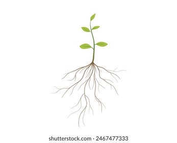 Plant and root with green leaves vector illustration