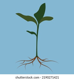 plant with root on blue background