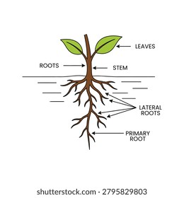 Plant Root Structure Educational Diagram