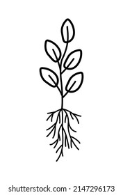 A plant with a root system, vector illustration doodle style