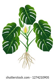 Plant with roots, flower and green leaves of monstera or split-leaf philodendron (Monstera deliciosa).