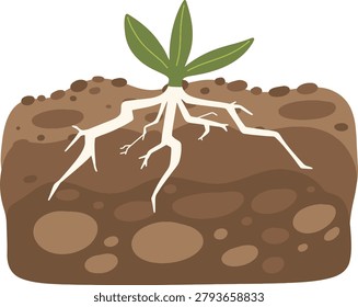 Plant Roots In Soil Layer