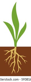 plant with roots vector illustration 