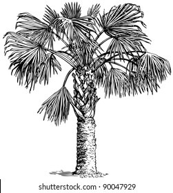 Plant Sabal palmetto (Cabbage palm)