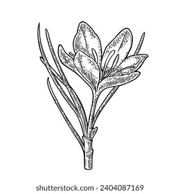 Plant saffron with flower. Black engraving vintage vector illustration isolated on white background.