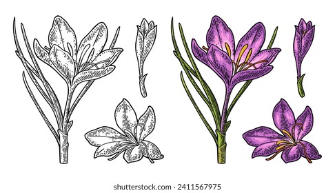 Plant saffron with flower and stamens. Engraving color vintage vector illustration isolated on white background.