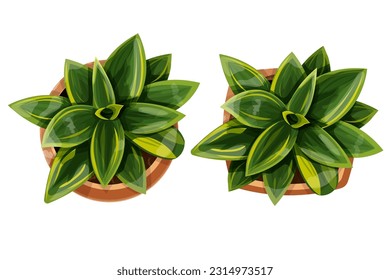 Plant sansevieria in a pot top view office flower in cartoon style isolated on white background, decoratiom table.