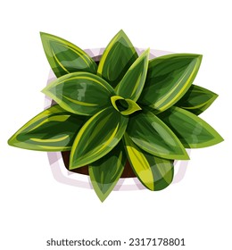 Plant sansevieria in a pot top view office flower in cartoon style isolated on white background, decoratiom table.