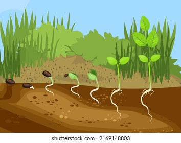 Plant Sapling Growing From Ground With Root System Below Ground Level. Sequence Of Growth Stages