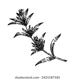 planta sabrosa dibujado a mano. olla de tomillo, mujer especia, extracto de la planta de invierno sabroso vector sketch. ilustración aislada negra