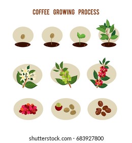 Plant seed germination stages. Process of planting and growing a coffee tree. Coffee tree cultivation in stages. Vector illustration