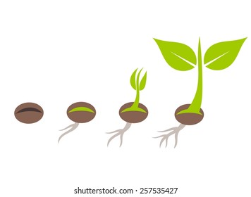 10,751 Bean seed germination Images, Stock Photos & Vectors | Shutterstock