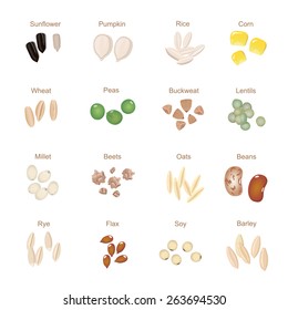 Plant seed icon flat set with pumpkin corn wheat  sunflower  isolated vector illustration