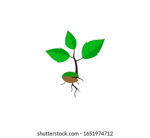 A plant seed illustration. Young tree illustration isolated on white background for web and mobile.