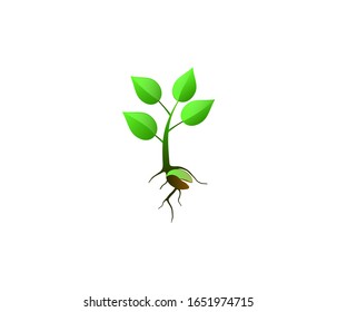 A plant seed illustration. Young tree illustration isolated on white background for web and mobile.