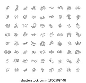 Plant seed, nuts and berries vector icon set