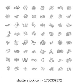 Plant seed and nuts vector icon set