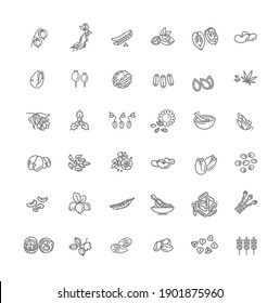 Plant seed and nuts vector icon set