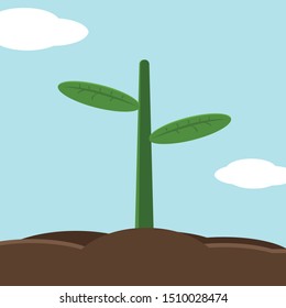 
Plant seedling on earth with blue sky