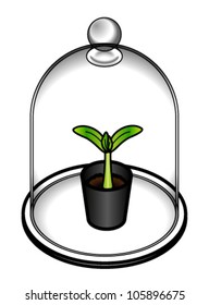 A plant seedling protected by a bell jar - a terrarium.