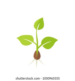 Plant seedling. Vector illustration