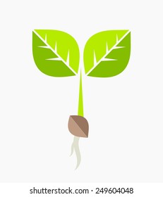 Plant seedling. Vector illustration