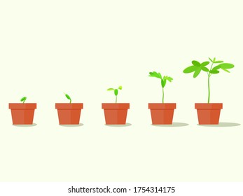 Plant seedlings in pots.grow agricultural trees. Evolution concept