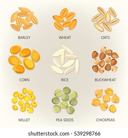 Plant seeds isolated icons. Barley and wheat, common oat and corn, rice and buckwheat, millet and pea, chickpea. Grain and beans of different agricultural species. Cereal harvest and vegetarian theme