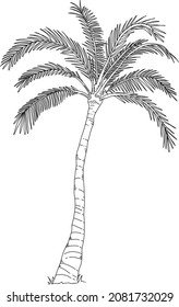 Plant Series - Palm Tree - Hand-drawn vector art. 