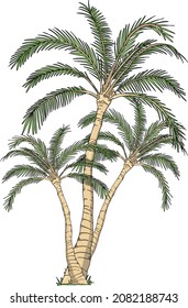 Plant Series - Palm Trees - Hand-drawn vector art - Great for tropical festival posters.