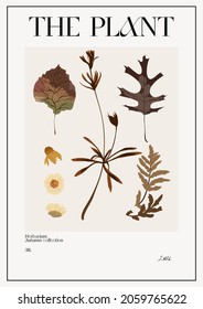 The plant. Set Autumn flower market poster. Herbarium