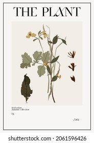 The plant. Set Autumn flower market poster. Herbarium