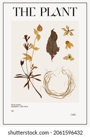 The plant. Set Autumn flower market poster. Herbarium