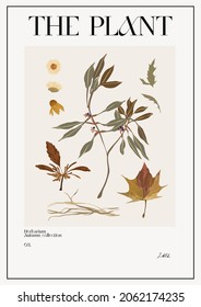 The plant. Set Autumn flower market poster. Herbarium