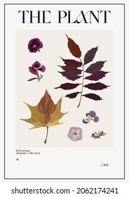 The plant. Set Autumn flower market poster. Herbarium