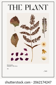 The plant. Set Autumn flower market poster. Herbarium