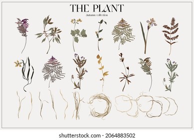 The plant. Set Autumn flower market poster. Herbarium