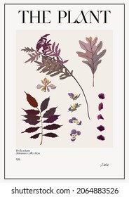 The plant. Set Autumn flower market poster. Herbarium